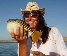 Fresh water Puffer Fish