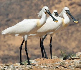 Spoon billed storks
