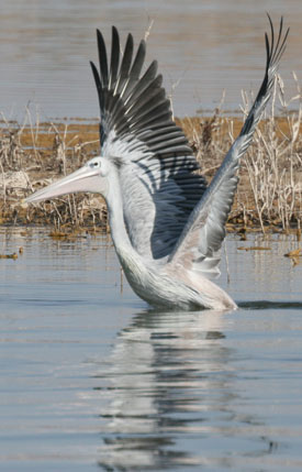 Pink backed Pelican