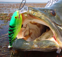 Rapala Super Shard Rap colour fire tiger