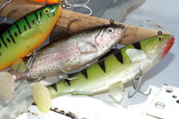 Look Alive with soft plastic lures