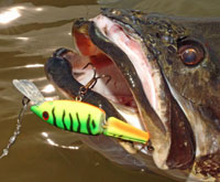 Rapala X-Rap Jointed Shad