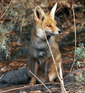 Desert Fox