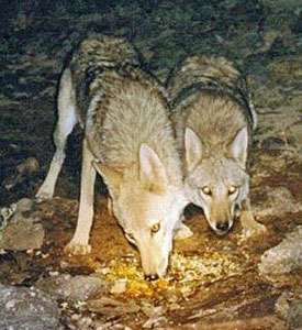 Golden Jackals