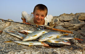 Tiger fish bonanza