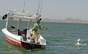 Most of your big Nile perch will be caught trolling