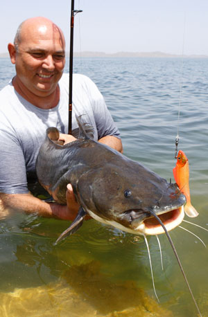 Bagrus catfish